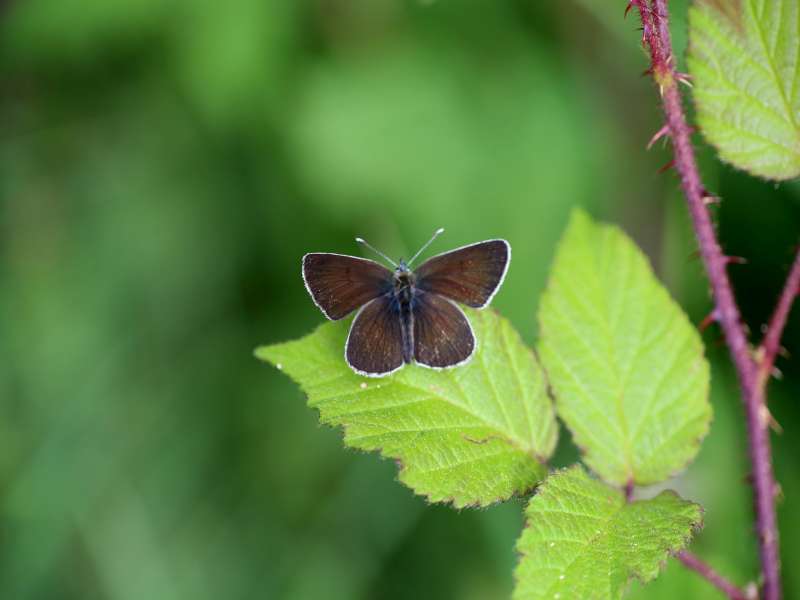 Da determinare - Lycaenidae